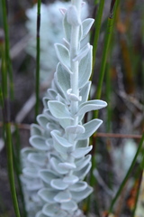 Senecio pauciflosculosus