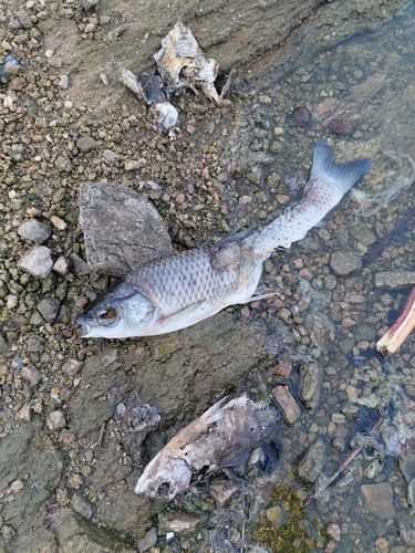 Grass Carp