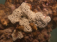 Holopsamma laminaefavosa