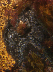 Aplousobranchia