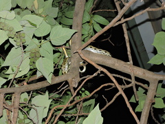 Elaphe taeniura