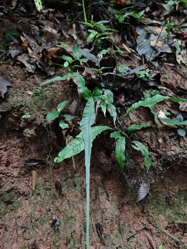 Bolbitis heteroclita observed 2026-07-10