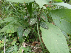 Hypoestes phyllostachya
