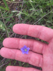 Linum pratense