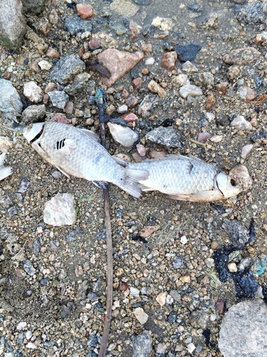 Goldfish