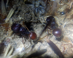 Meranoplus diversus