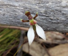 Eriochilus collinus