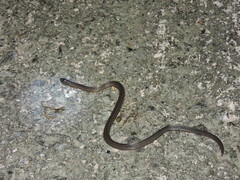 Calamaria pavimentata