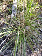 Lomandra densiflora