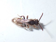 Nomada leucophthalma