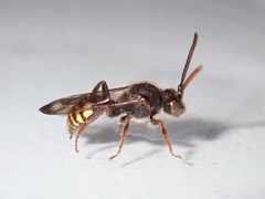 Nomada leucophthalma