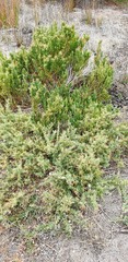 Chenopodium parabolicum
