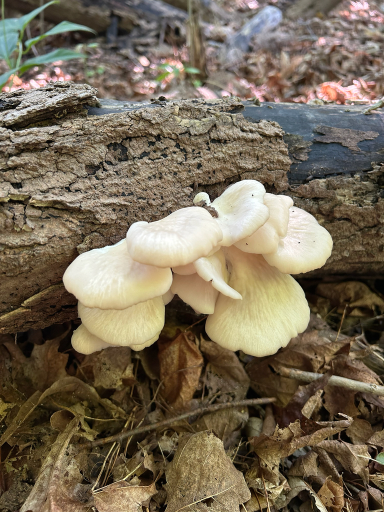 pale oyster · July 2026 · photo: Photo: (c) nuthatchnicole, some rights reserved (CC BY) · iNaturalist