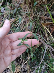 Wahlenbergia stricta stricta