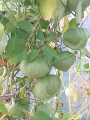 Physalis ixocarpa
