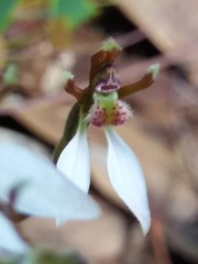Eriochilus collinus