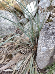 Lomandra multiflora dura