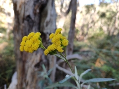 Senecio hypoleucus