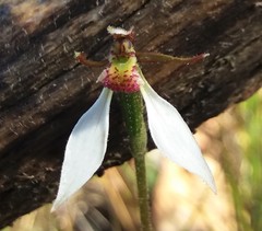 Eriochilus collinus