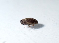 Orchestes fagi