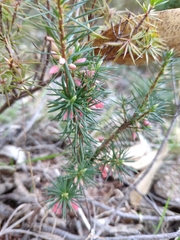 Brachyloma ericoides