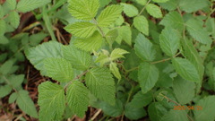 Rubus parviaraliifolius