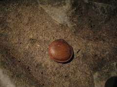 Hura crepitans