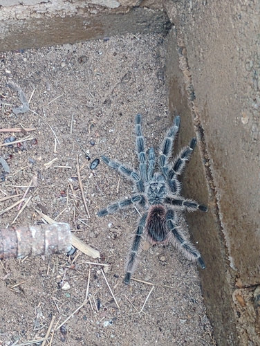 Lasiodora subcanens