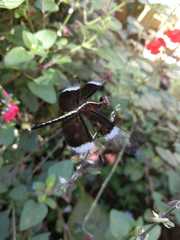 Neurothemis tullia
