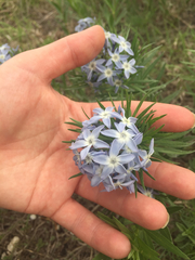 Amsonia