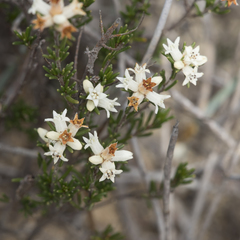 Cryptandra hispidula