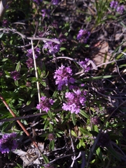 Thymus dzevanovskyi