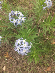 Amsonia