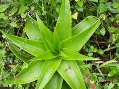 Bulbine latifolia latifolia