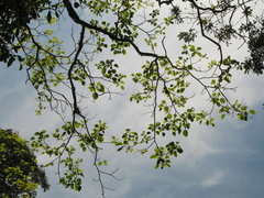 Hura crepitans