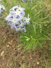 Amsonia
