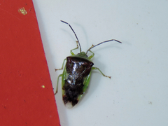 Elasmostethus nubilus