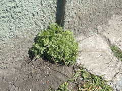 Artemisia vulgaris kamtschatica