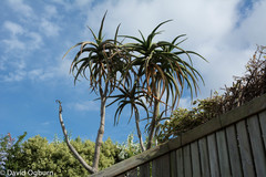 Aloidendron