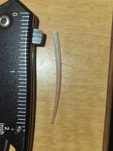 Dentalium eboreum, 2026-07-09