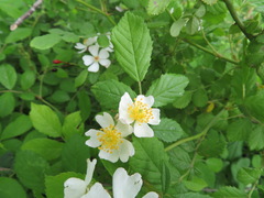 Rosa multiflora
