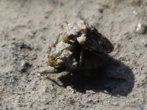 Gelastocoris rotundatus
