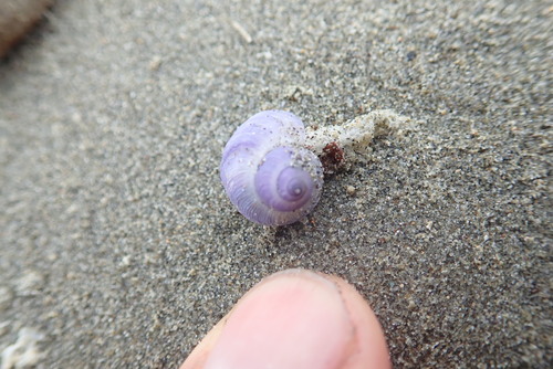 photo of Dwarf Violet Snail (Janthina exigua)