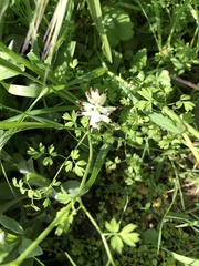 Ceratocapnos claviculata