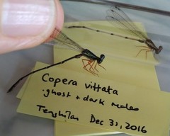 Copera vittata