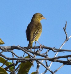 Turdus olivaceus