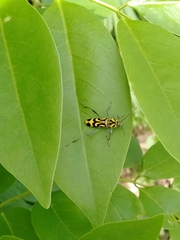 Chlorophorus annularis