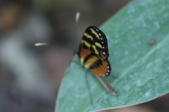 Mechanitis polymnia lycidice