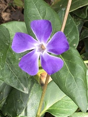 Vinca major