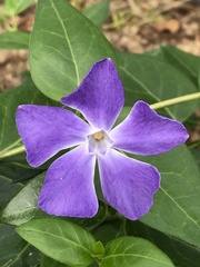 Vinca major
